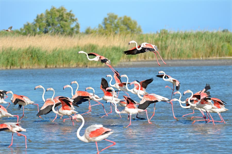 Flamants Roses en Camargue - Camping les Amandiers