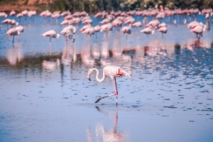 Camping Les Amandiers en petite camargue : séjour à Lunel et alentours