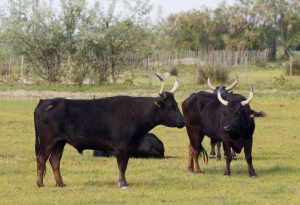 Camping parc naturel régional camargue : Taureaux Camarguais