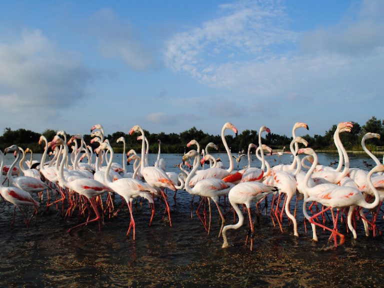 Camping Les Amandiers (30) Gard : Flamants Roses Aimargues