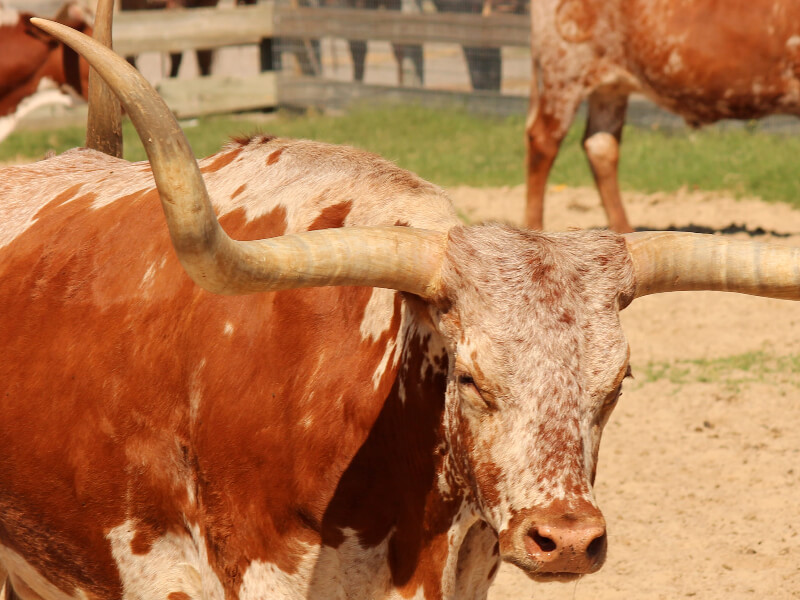 Camping Les Amandiers (30) Gard : Longhorn Ranch Aimargues