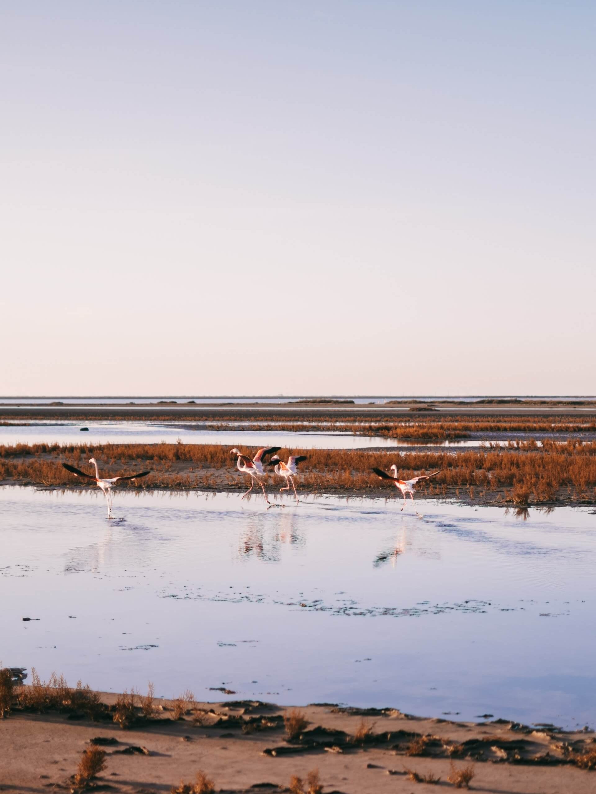 Camping Les Amandiers (30) Gard :  plan d'eau Petite Camargue