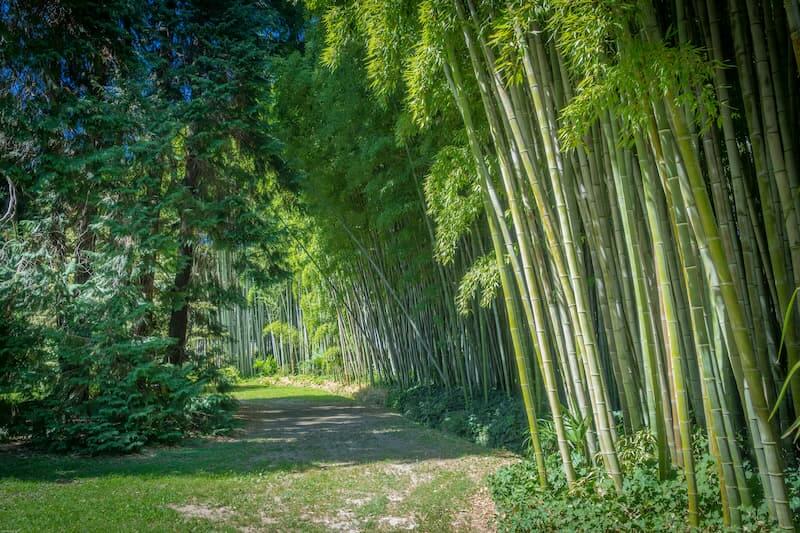 Bambouseraie, activités à faire en famille dans le Gard - Camping les Amandiers