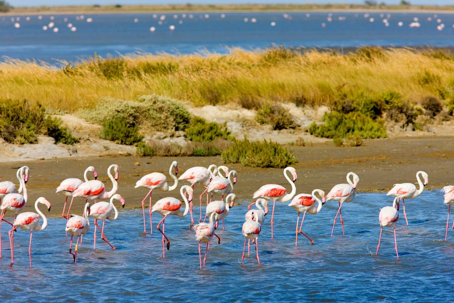 Camping Les Amandiers (30) : Ado Flamants Roses Camargue