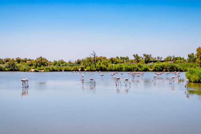 Paysage de la Camargue - Camping les Amandiers en Camargue