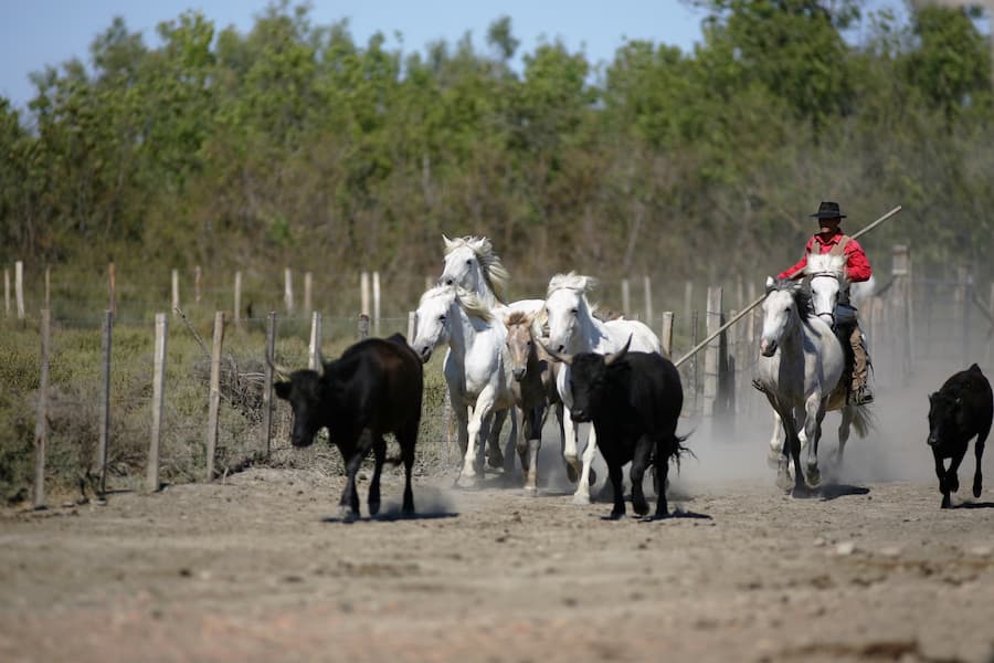 Camping Les Amandiers (30) Gard : Manade Camargue