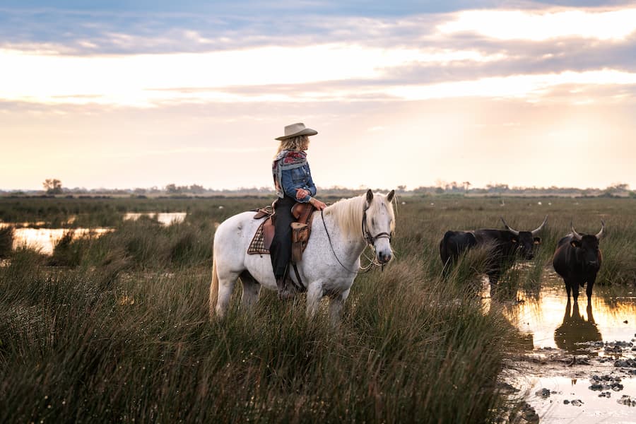 Cavalière et bétails en Camargue - Camping Camargue