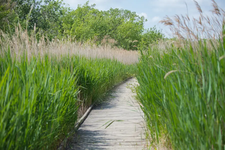 Marais du Vigueirat - Camping Camargue