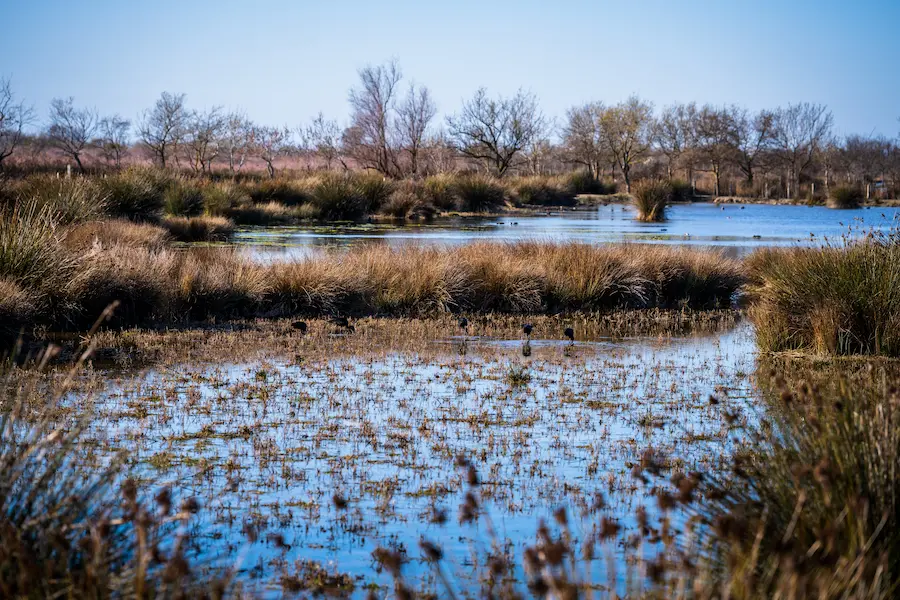 Réserve Naturelle des Marais du Vigueirat - Camping Camargue les Amandiers
